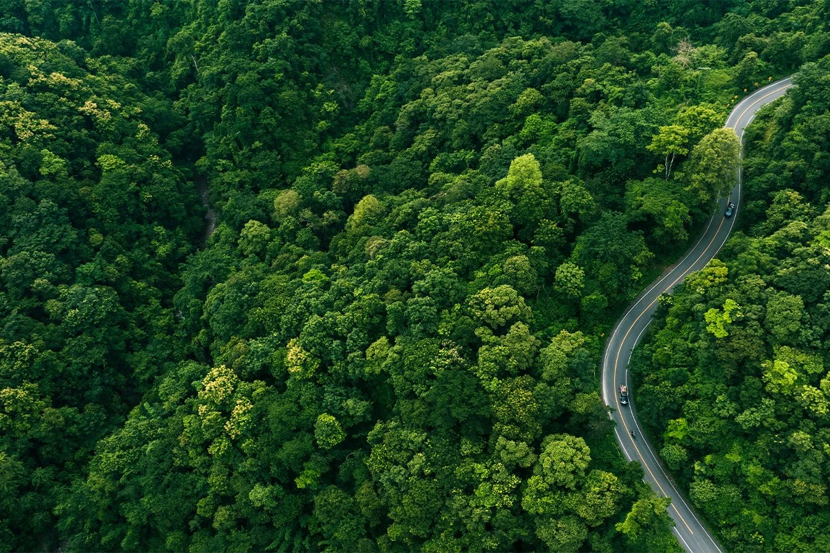 Bild einer Straße im Wald